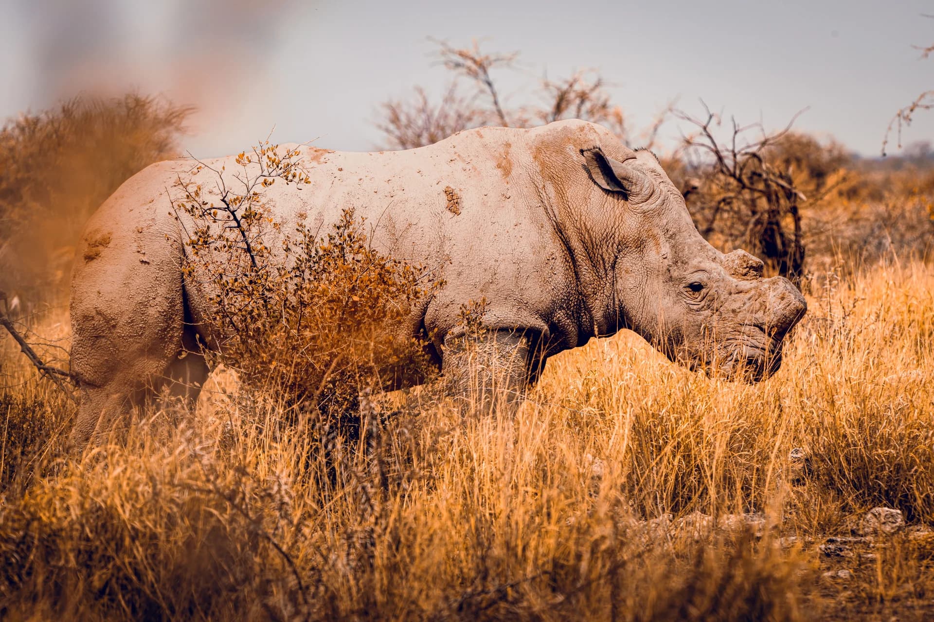 Rhinocéros dans la réserve d'étosha en Namibie